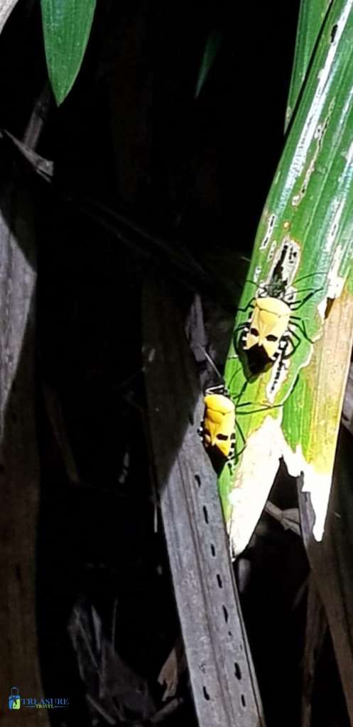Borneo-biller-497x1024