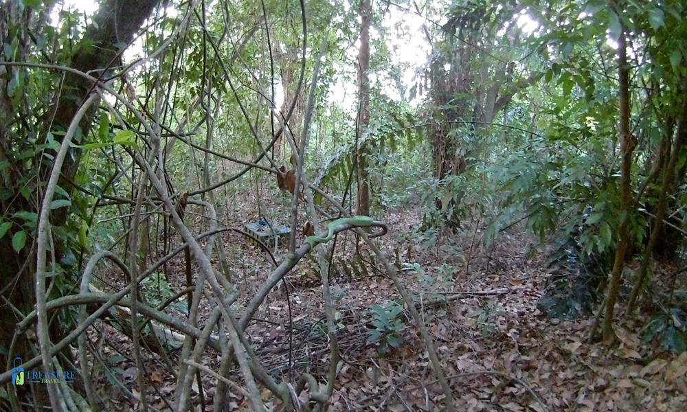 Borneo-slange