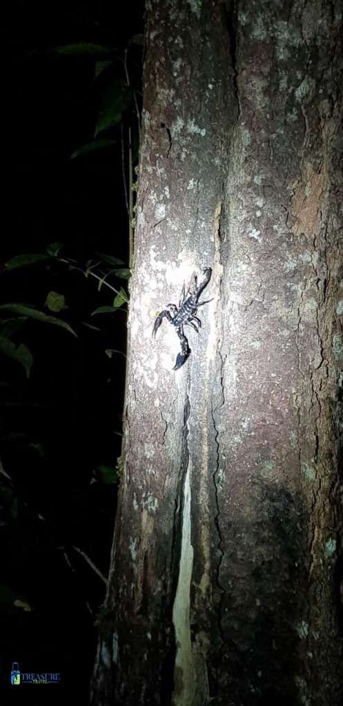 Bornoe-night-walk-497x1024