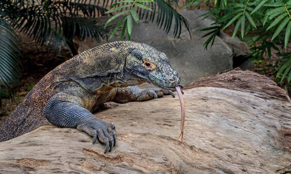 Komodo-Island