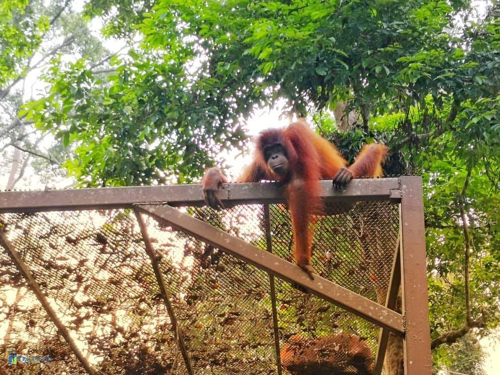 Orangutan-1